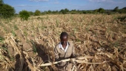 FILE—James Tshuma, a farmer in FILE—Mangwe district in southwestern Zimbabwe, stands in the middle of his dried up crop field amid a drought, in Zimbabwe, March, 22, 2024. 