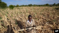 FILE—James Tshuma, a farmer in FILE—Mangwe district in southwestern Zimbabwe, stands in the middle of his dried up crop field amid a drought, in Zimbabwe, March, 22, 2024. 