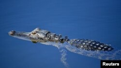 Seekor anak buaya berenang di kolam di Palm Beach Gardens, Florida, 28 Februari 2019. (Foto: Jasen Vinlove-USA TODAY Sports via Reuters)