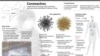 At a Glance: Coronaviruses