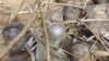 Bomblets from a cluster bomb inside a house in Andona village, Dalami County in Sudan's South Kordofan State