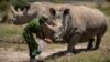 The last two known female Northern White Rhinos are fed carrots by a ranger in their enclosure at Ol Pejeta Conservancy, Kenya, Aug. 23, 2019. 