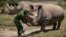 The last two known female Northern White Rhinos are fed carrots by a ranger in their enclosure at Ol Pejeta Conservancy, Kenya, Aug. 23, 2019. 