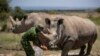 Kenyan Vets Turn to IVF to Save White Rhino From Extinction 