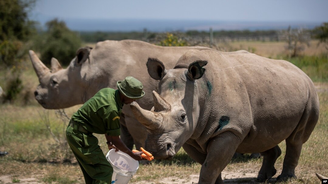 The last two known female Northern White Rhinos are fed carrots by a ranger in their enclosure at Ol Pejeta Conservancy, Kenya, Aug. 23, 2019. 