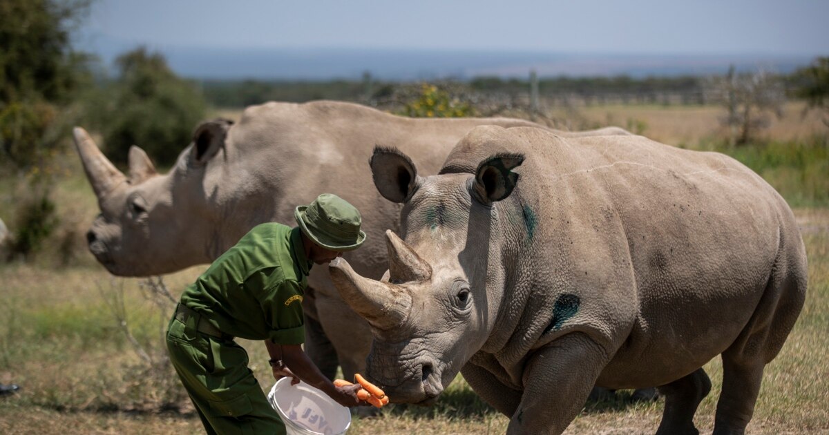 Scientists Create Two Northern White Rhino Embryos