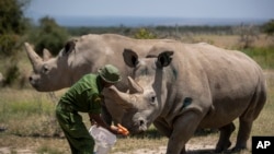 The last two known female Northern White Rhinos are fed carrots by a ranger in their enclosure at Ol Pejeta Conservancy, Kenya, Aug. 23, 2019. 