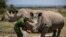 Kenyan Vets Turn to IVF to Save White Rhino From Extinction 