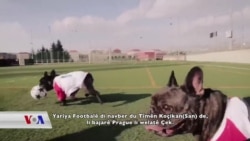 Kûçik jî Êdî Dikarin Futbolê Bilîzin