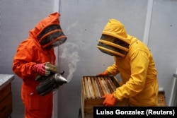 Students work inside the apiary of the Universidad del Rosario collecting bees raised for the research, Bogota, Colombia, October 17, 2024. (REUTERS/Luisa Gonzalez)