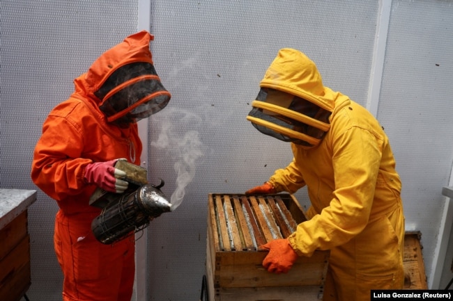 Students work inside the apiary of the Universidad del Rosario collecting bees raised for the research, Bogota, Colombia, October 17, 2024. (REUTERS/Luisa Gonzalez)