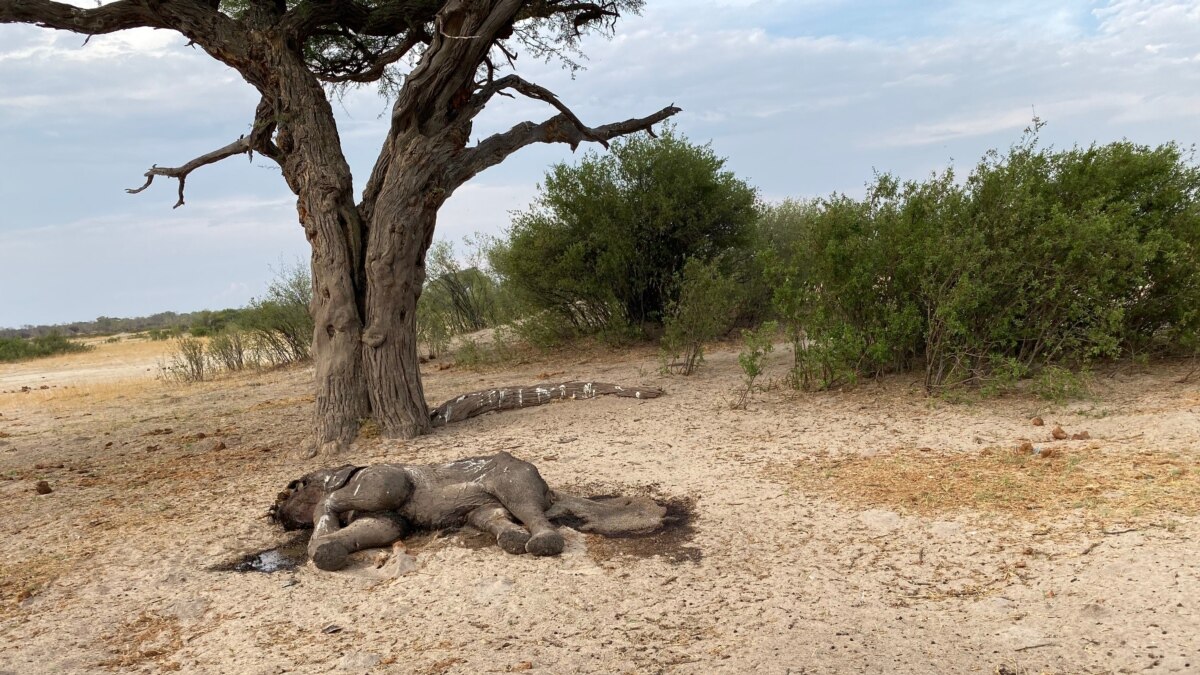 Zimbabwe Bans Mining in National Parks After Uproar Over Chinese Grants
