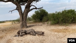 One of more than 200 elephants which died in Hwange national park, Zimbabwe, in November 2019 due to drought. (Columbus Mavhunga/VOA)