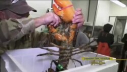 အာရှမှာ လူကြိုက်များနေတဲ့ အမေရိကန် ကျောက်ပုစွန်ကြီးများ