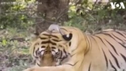 Հնդկաստանում վագրին ամրացված հետևող սարքը 13 ամիս հետո արձակվել է