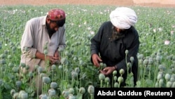 Petani Afghanistan bekerja di ladang opium di distrik Grishk di Provinsi Helmand. (Foto: REUTERS/Abdul Quddus)