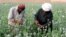 Petani Afghanistan bekerja di ladang opium di distrik Grishk di Provinsi Helmand. (Foto: REUTERS/Abdul Quddus)