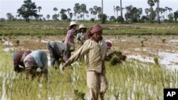 Local Cambodian villagers plant rice in a farm field during the rainy season in Prakar village.