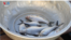 VOA Khmer's Hul Video Thumbnail - Mekong River Fish