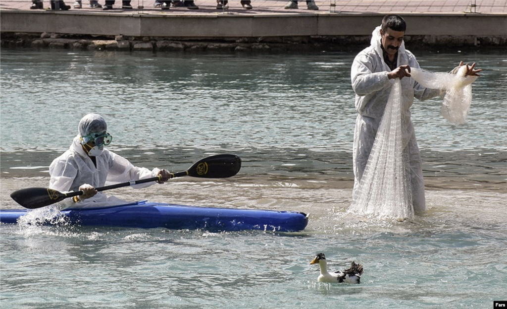 مقابله با آنفلوانزای فوق&zwnj;حاد پرندگان در خرم&zwnj;آباد عکس: سجاد درویشی 