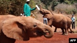 Wani na shayar da 'ya'yan giwa da madara sanadiyar kashe iyayensu da wasu suka yi a Kenya