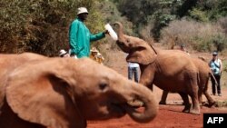 Un gardien nourrit un bébé éléphant orphelin avec du lait d'une bouteille, à l'orphelinat des éléphants de David Sheldrick dans le parc national de Nairobi, près de la capitale du Kenya Nairobi, au Kenya, 18 septembre 2017. REUTERS / Baz Ratner - RC12E320