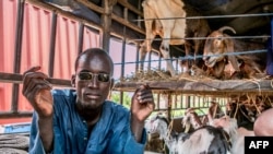 FILE - A trader sits in their van, loaded with animals, as they wait at the border in Malanville between Benin and Niger on September 18, 2023.