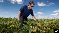 Grant Kimberley checks soybean plants on his farm, Sept. 2, 2016, near Maxwell, Iowa. 