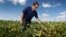 Grant Kimberley checks soybean plants on his farm, Sept. 2, 2016, near Maxwell, Iowa. 