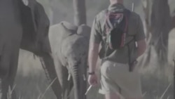 Orphaned Elephants Translocated ...