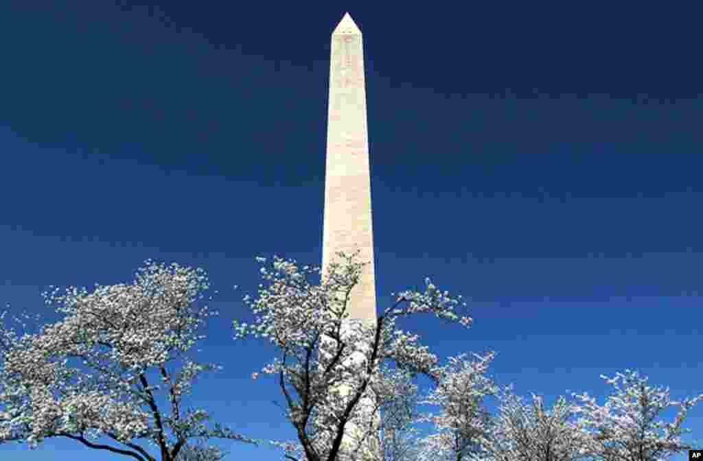 [워싱턴 D.C. 벚꽃 축제] 워싱턴의 봄