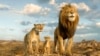 This image released by Disney shows characters Afia, voiced by Anika Noni Rose, left, Mufasa, voiced by Braelyn Rankins, center, and Masego, voiced by Keith David, in a scene from "Mufasa: The Lion King." 