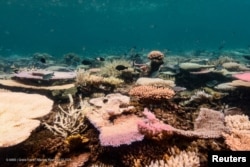 ภาพของแนวปะการัง Great Barrier Reef ในออสเตรเลียที่ประสบภาวะฟอกขาว