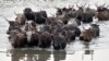 Cattle wade through a section of Lake Chad whose waters border Nigeria, Nigeria and Cameroon on March 30, 2015 at the village of Guite in Chad's lake region, north of the capital N’Djamena. 