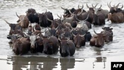 Cattle wade through a section of Lake Chad whose waters border Nigeria, Nigeria and Cameroon on March 30, 2015 at the village of Guite in Chad's lake region, north of the capital N’Djamena. 