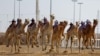 Camels equipped with robot jockeys race during an event organised by the Qatar Camel Racing Organising Committee in Al-Shahaniya, about 40km west of Doha, Jan. 22, 2025. 