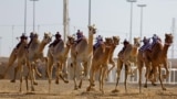 Camels equipped with robot jockeys race during an event organised by the Qatar Camel Racing Organising Committee in Al-Shahaniya, about 40km west of Doha, Jan. 22, 2025. 