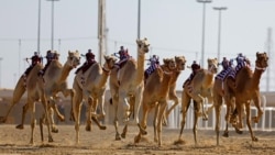 Camels equipped with robot jockeys race during an event organised by the Qatar Camel Racing Organising Committee in Al-Shahaniya, about 40km west of Doha, Jan. 22, 2025. 