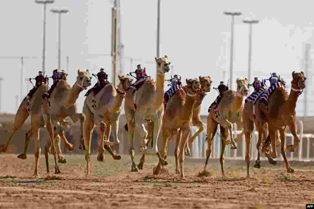 Camels equipped with robot jockeys race during an event organized by the Qatar Camel Racing Organizing Committee in Al-Shahaniya, about 40km west of Doha.