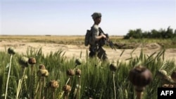 Một binh sĩ Mỹ tuần tra tại quận Maiwand, tỉnh Kandahar (ảnh tư liệu)