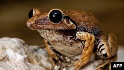 гаїтянська жаба