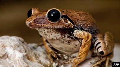 Ангелина Вовк порно видео