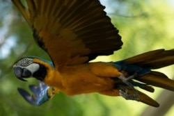 A blue-and-yellow macaw that zookeepers named Juliet flies outside the enclosure where macaws are kept at BioParque, in Rio de Janeiro, Brazil, Wednesday, May 5, 2021.