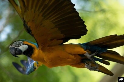 blue and gold macaw flying