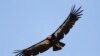 Seekor burung Condor California terbang melintas di wilayah Ventana Wilderness, sebelah timur Big Sur, California, pada 21 Juni 2017. (Foto: AP/Marcio Jose Sanchez)