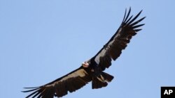 Seekor burung Condor California terbang melintas di wilayah Ventana Wilderness, sebelah timur Big Sur, California, pada 21 Juni 2017. (Foto: AP/Marcio Jose Sanchez)