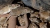Mouse Plague Forces Evacuation of Australian Prison 