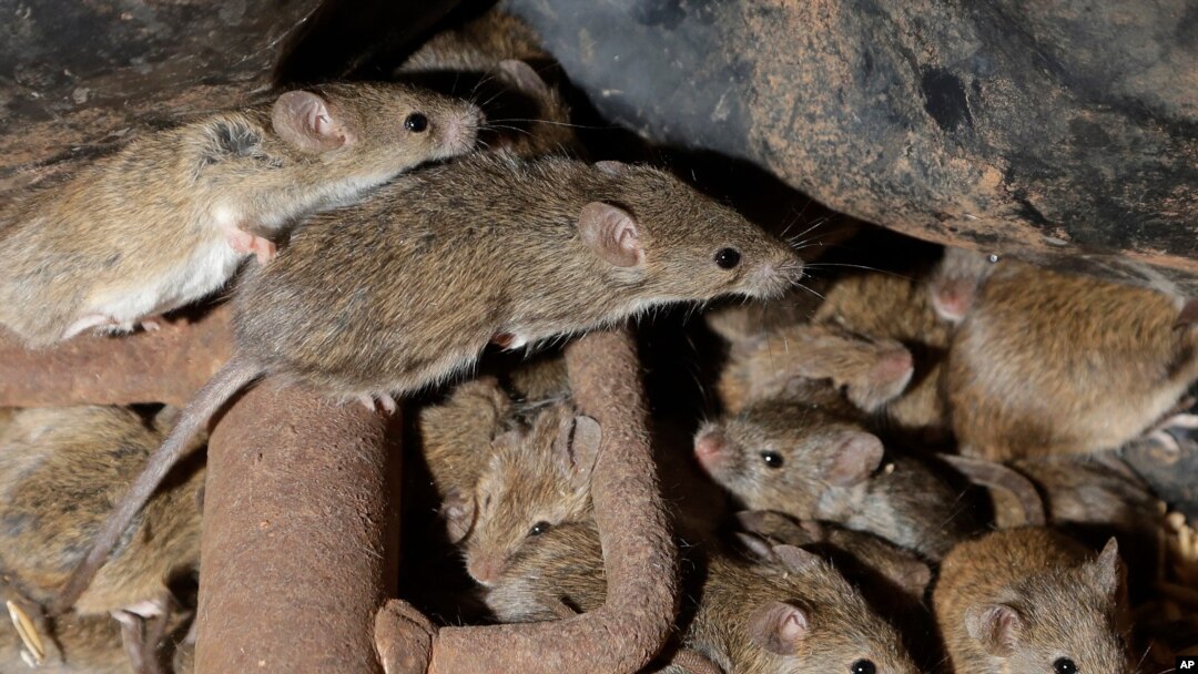FILE - Mice scurry around stored grain on a farm near Tottenham, Australia.