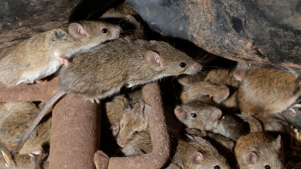 Mouse Plague Forces Evacuation Of