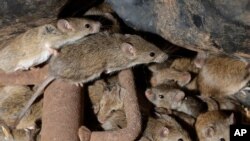 FILE - Mice scurry around stored grain on a farm near Tottenham, Australia. 